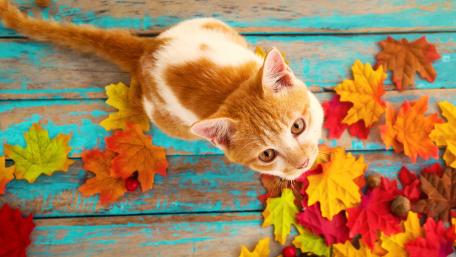 Autumn Cat Among Colorful Leaves wallpaper