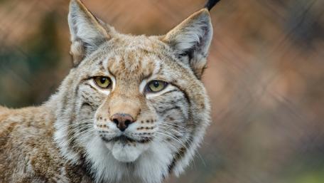 Majestic Lynx Close-Up Wallpaper wallpaper