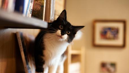 Curious Cat in a Cozy Library Scene wallpaper