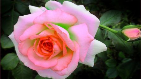 Delicate Pink Rose in Full Bloom wallpaper