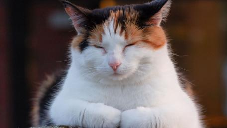 Charming Calico Cat in Peaceful Slumber wallpaper