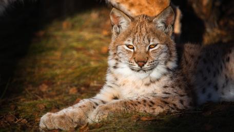 Lynx Relaxing in Nature's Embrace wallpaper