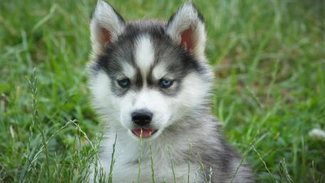 Adorable Husky Puppy in Grass wallpaper
