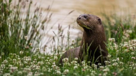 Eager Otter in a Meadow of Flowers wallpaper