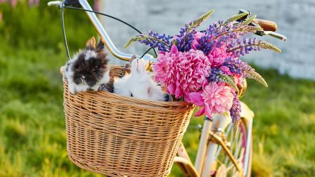 Charming Bunnies in a Bicycle Basket with Flowers wallpaper