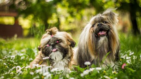 Playful Shih Tzu Duo in a Lush Garden Setting wallpaper