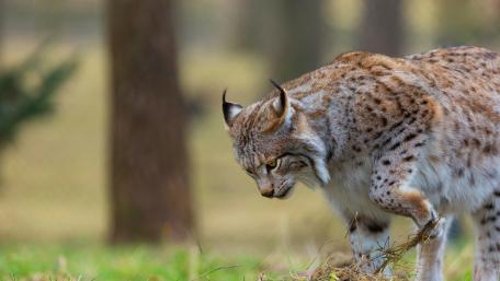Majestic Lynx in Its Natural Habitat wallpaper