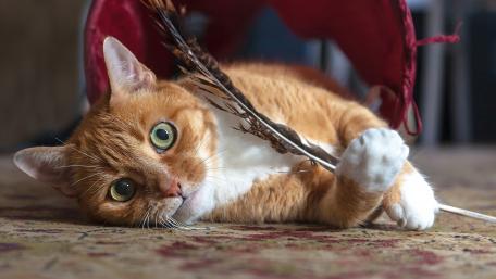 Playful Ginger Cat with Feather Toy Under Red Hideout wallpaper