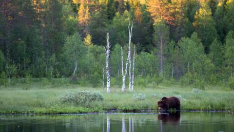 Majestic Bear at Serenity Lake wallpaper