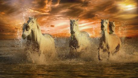 Majestic White Horses at Sunset wallpaper