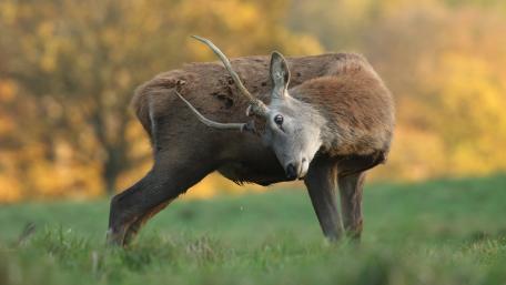Elegant Deer in Autumn Landscape Wallpaper wallpaper