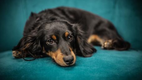 Playful Dachshund Resting on a Cozy Couch wallpaper