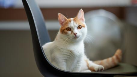 Charming Cat Relaxing on a Chair wallpaper
