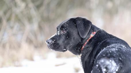 Majestic Black Dog in Winter Wonderland wallpaper
