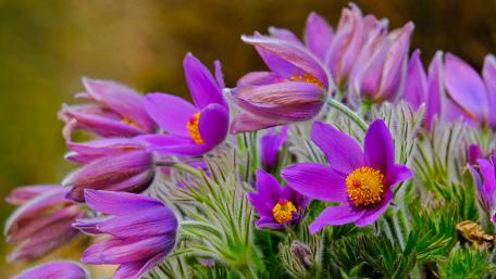Vibrant Purple Blooms in Nature's Embrace wallpaper