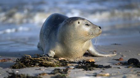 Gentle Seal Resting on the Shoreline wallpaper