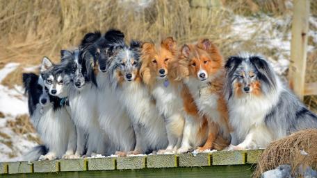 Shelties wallpaper
