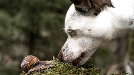 Curious Encounters of Pets and Nature wallpaper