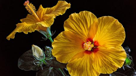 Vibrant Yellow Hibiscus Flowers in Bloom wallpaper