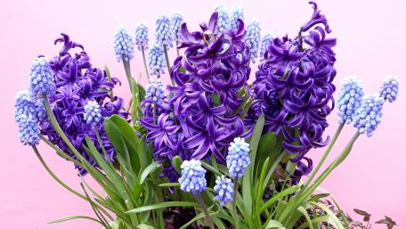 Vibrant Floral Elegance in Blooming Colors wallpaper