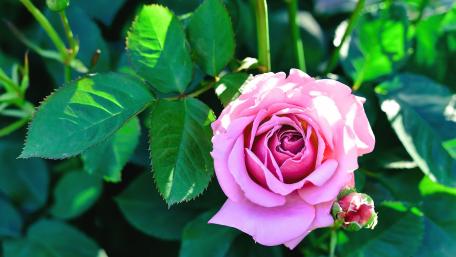 Elegant Pink Rose in Blooming Garden Scene wallpaper