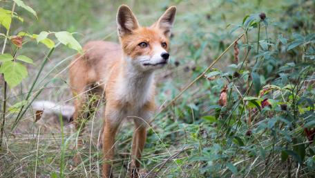 Graceful Wild Fox in Nature's Embrace wallpaper