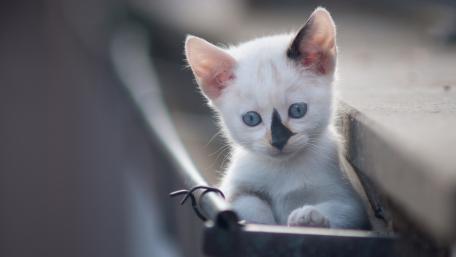 Charming Kitten Peeking from a Window wallpaper