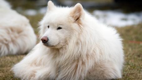 Majestic Samoyed in a Serene Landscape wallpaper