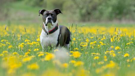 Joyful Dog in a Blooming Field wallpaper