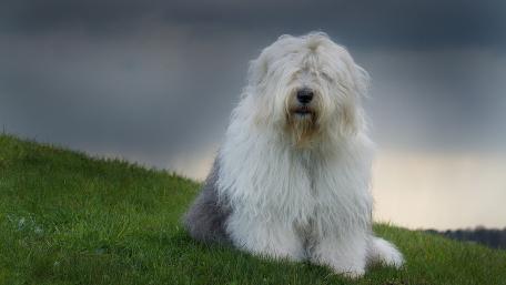 Fluffy Dog on a Green Hilltop wallpaper