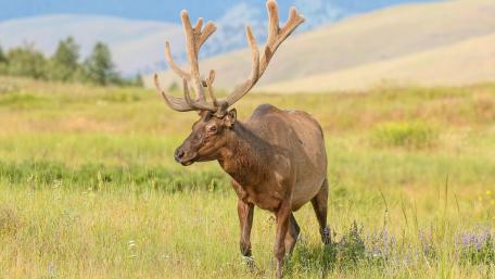 Majestic Bull Moose in Serene Meadow Scene wallpaper