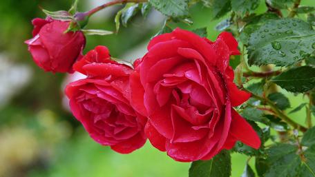 Vibrant Red Roses in Bloom wallpaper