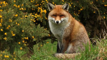 Fox Among Yellow Flowers in Nature Scene wallpaper