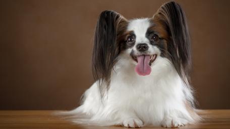 Papillon wallpaper