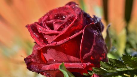 Radiant Red Rose with Dewdrops wallpaper