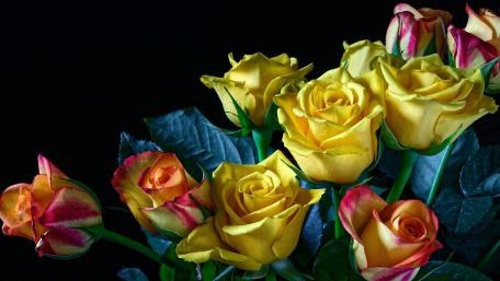 Yellow roses wallpaper
