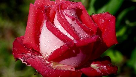 Red Rose with Morning Dew Splendor wallpaper