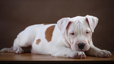 Adorable Puppy Resting on Wooden Surface wallpaper