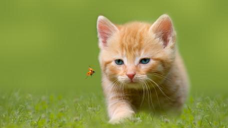 Charming Ginger Kitten in Action wallpaper