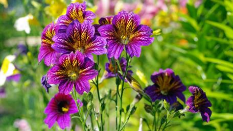 Vibrant Purple Blooms in Nature's Garden wallpaper
