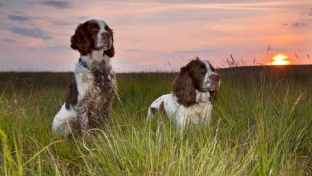 Serene Dogs Under a Vibrant Sunset wallpaper