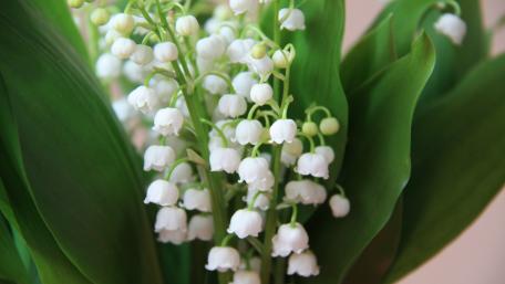 Delicate Lily of the Valley Blooming Beauty wallpaper