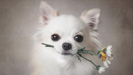 Charming Dog with Flowers for Your Space wallpaper