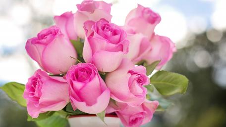 Blossoming Beauty of Pink Roses wallpaper