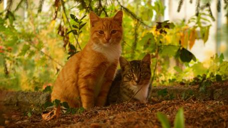 Charming Feline Companions in Nature wallpaper