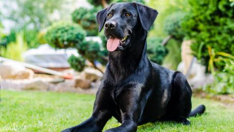 Majestic Black Labrador in a Sunlit Garden wallpaper