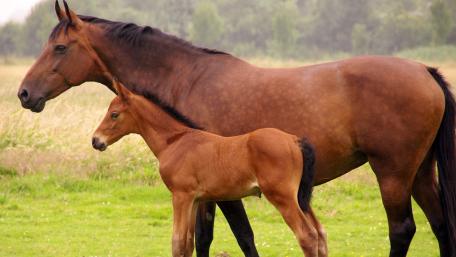 Majestic Horses in Serene Pasture wallpaper