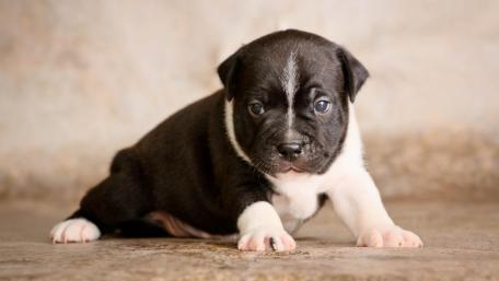Adorable Puppy with Unique Markings and Expressive Eyes wallpaper