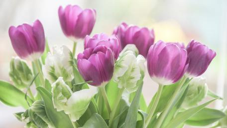 Elegant Purple and Green Tulips Bouquet Wallpaper wallpaper
