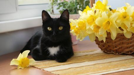 Charming Black Cat with Vibrant Daffodils wallpaper